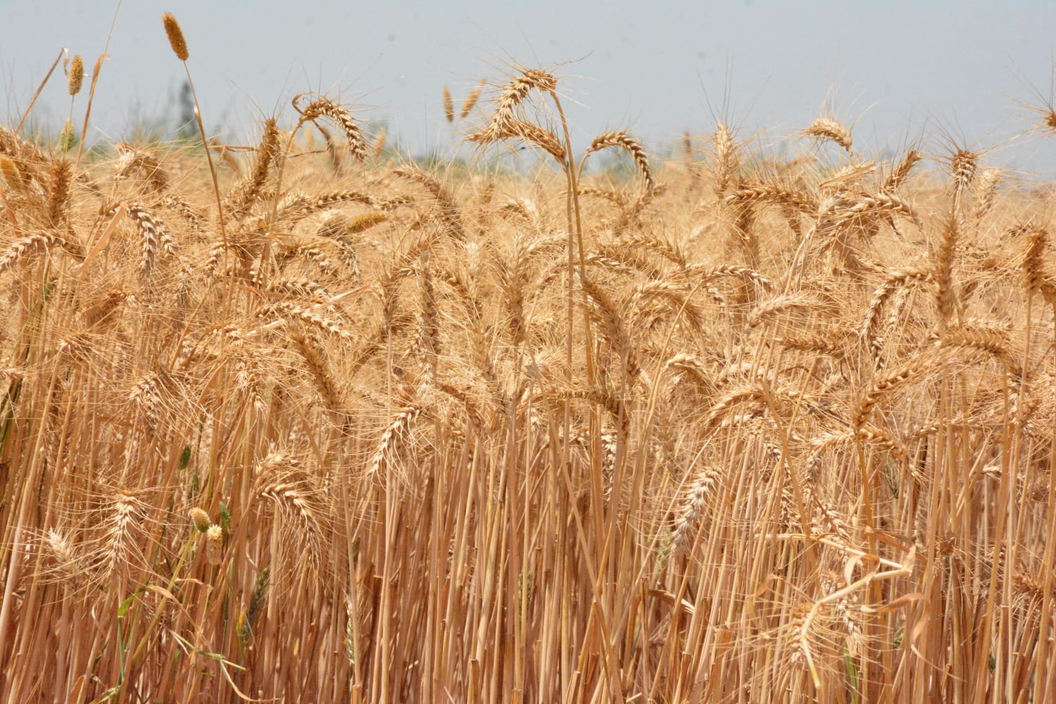 عمل محافظة البحيرة لتنظيم عمليات توريد محصول القمح للعام الجديد (1)
