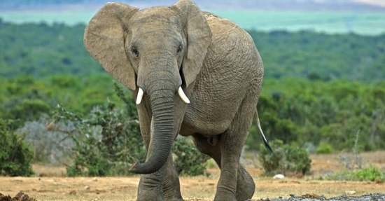 الفيلة
