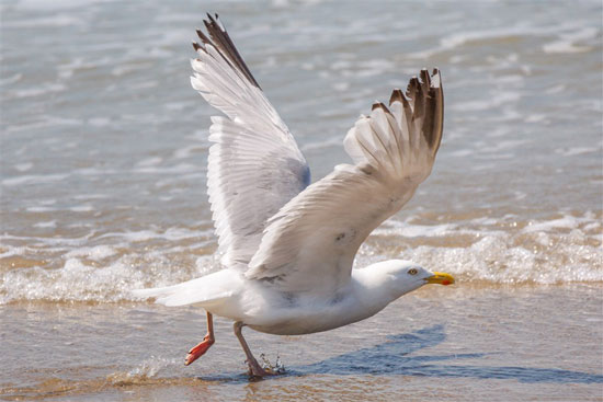 طيور النورس تقلع على شاطئ بحر الشمال في بلانكنبرج (2)
