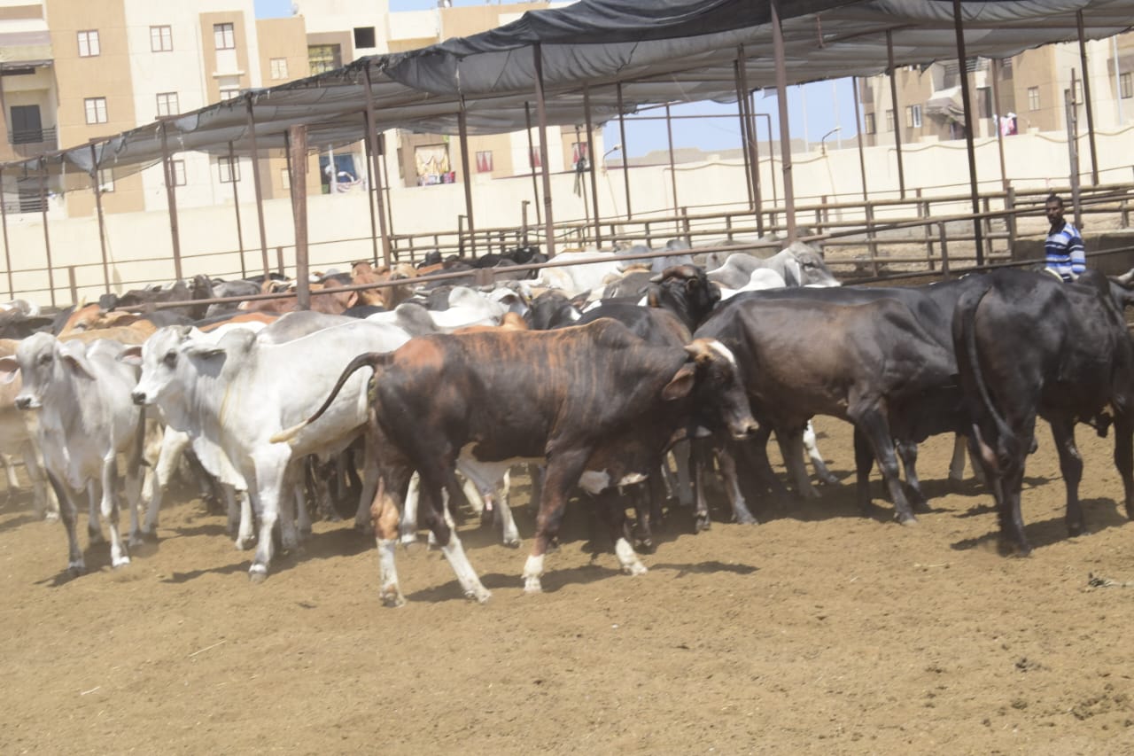 محطة تسمين الماشية بمنطقة القابوطى ببورسعيد