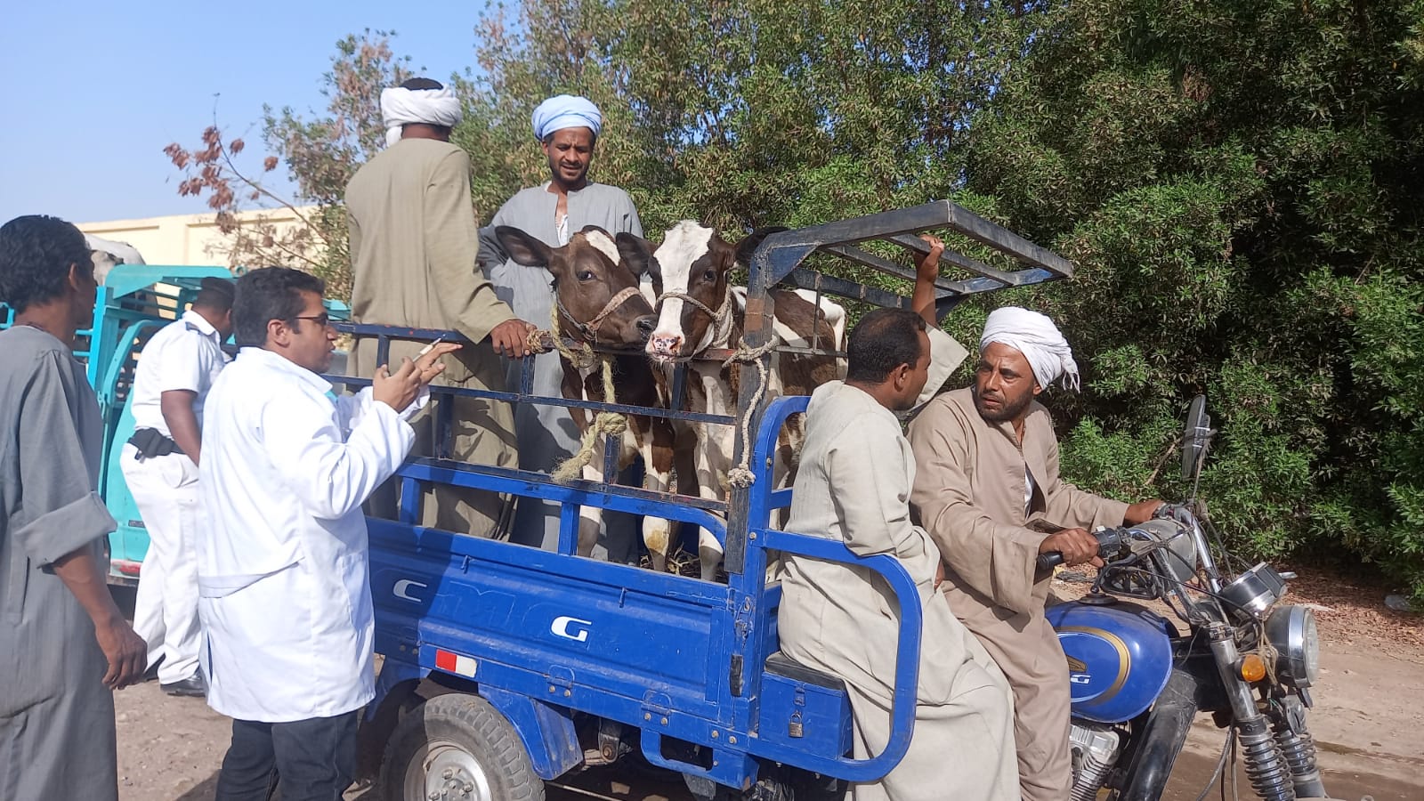 تحصين الماشية فى سوق الحبيل الأكبر فى مدينة الأقصر