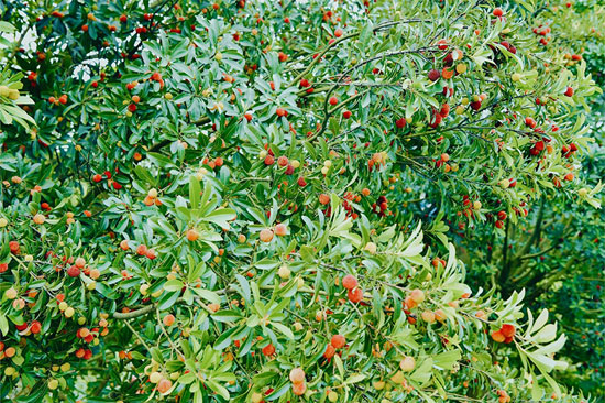 ثمار التوت  الاحمر يتزين على الاشجار  (3)
