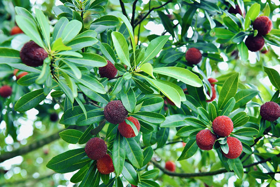 ثمار التوت  الاحمر يتزين على الاشجار  (2)