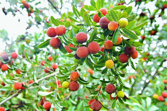 ثمار التوت  الاحمر يتزين على الاشجار  (4)