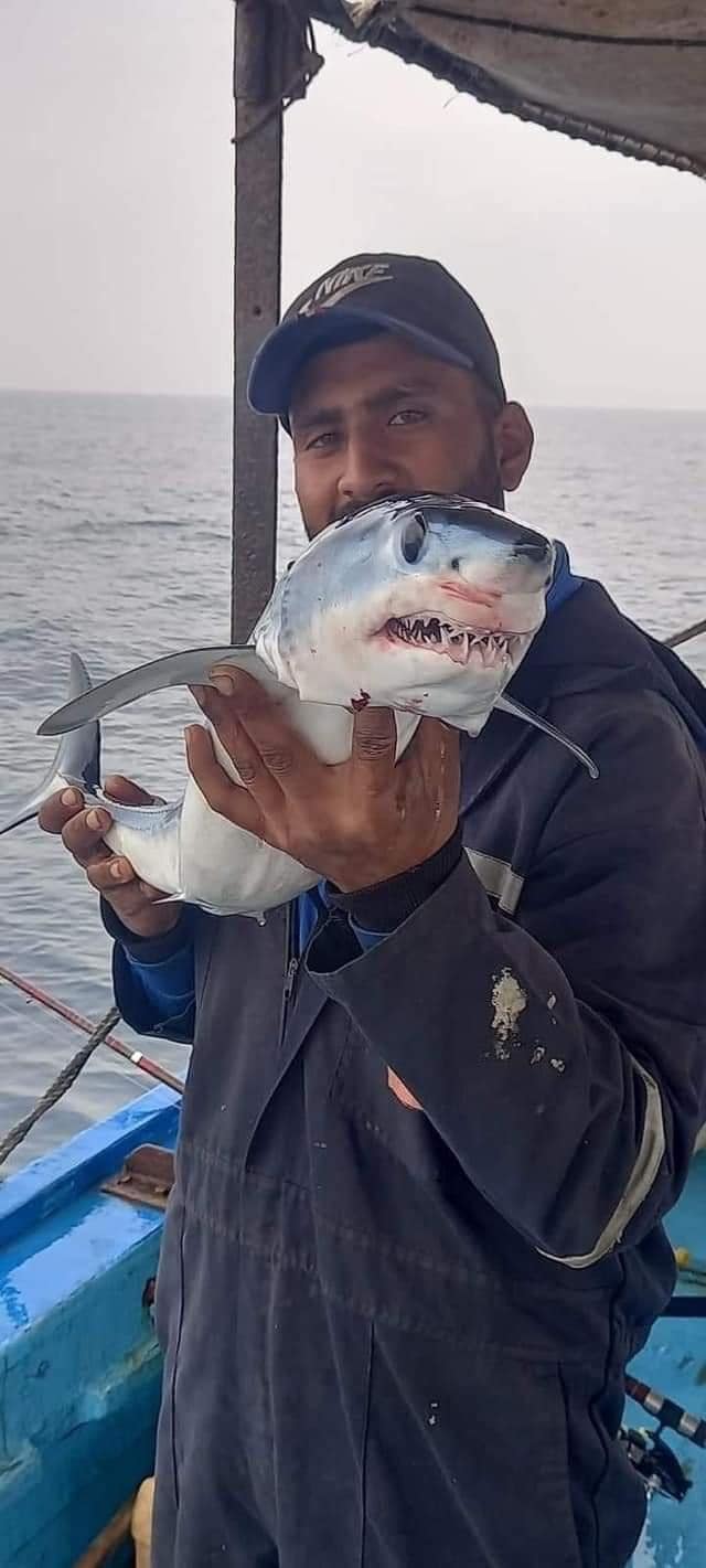 الصور المتداول لصيد اسماك القرش بالاسكندرية (4)