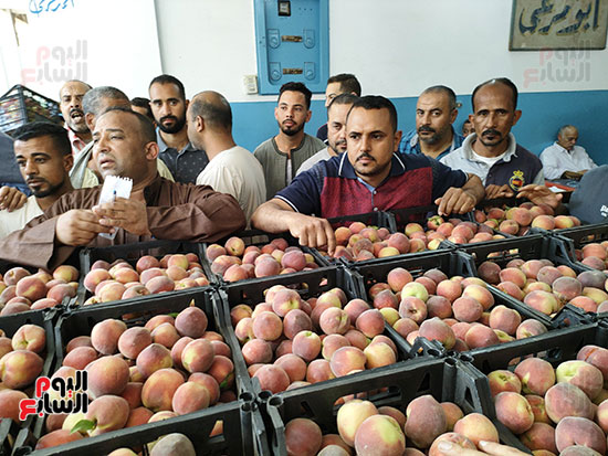 اقبال-على-شراء-فاكهة-الخوخ-بوكالة-الإسكندرية