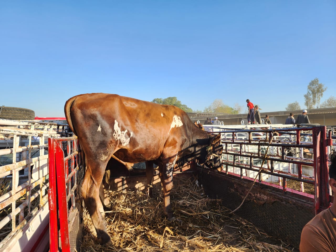 بيع العجول والأبقار داخل سوق الحبيل بالأقصر