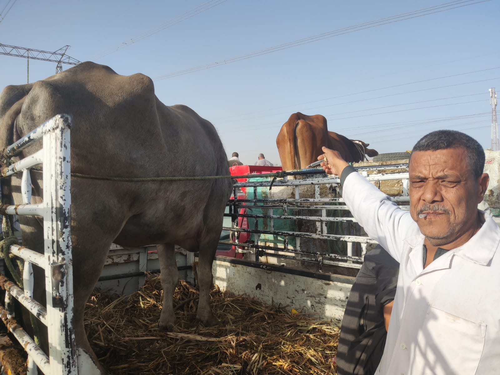 تحصين الماشية فى سوق أرمنت الأسبوعى