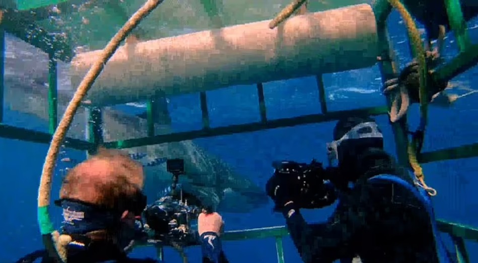 لحظة اقتراب سمكة القرش من المصورين
