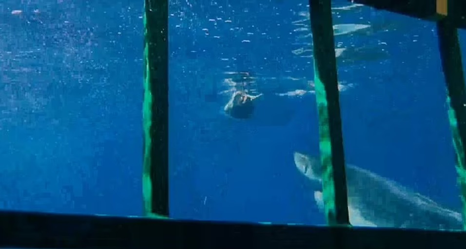 سمكة القرش بالقرب من المصور