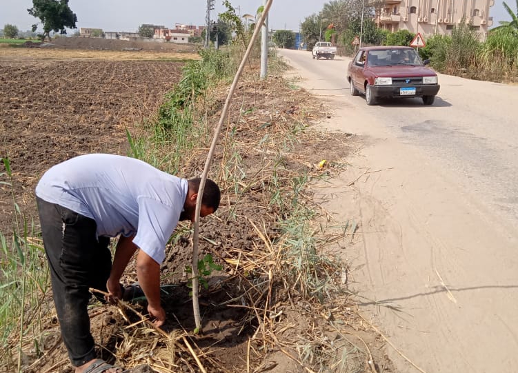 المبادرة الرئاسية 100 مليون شجرة بالبحيرة (4)