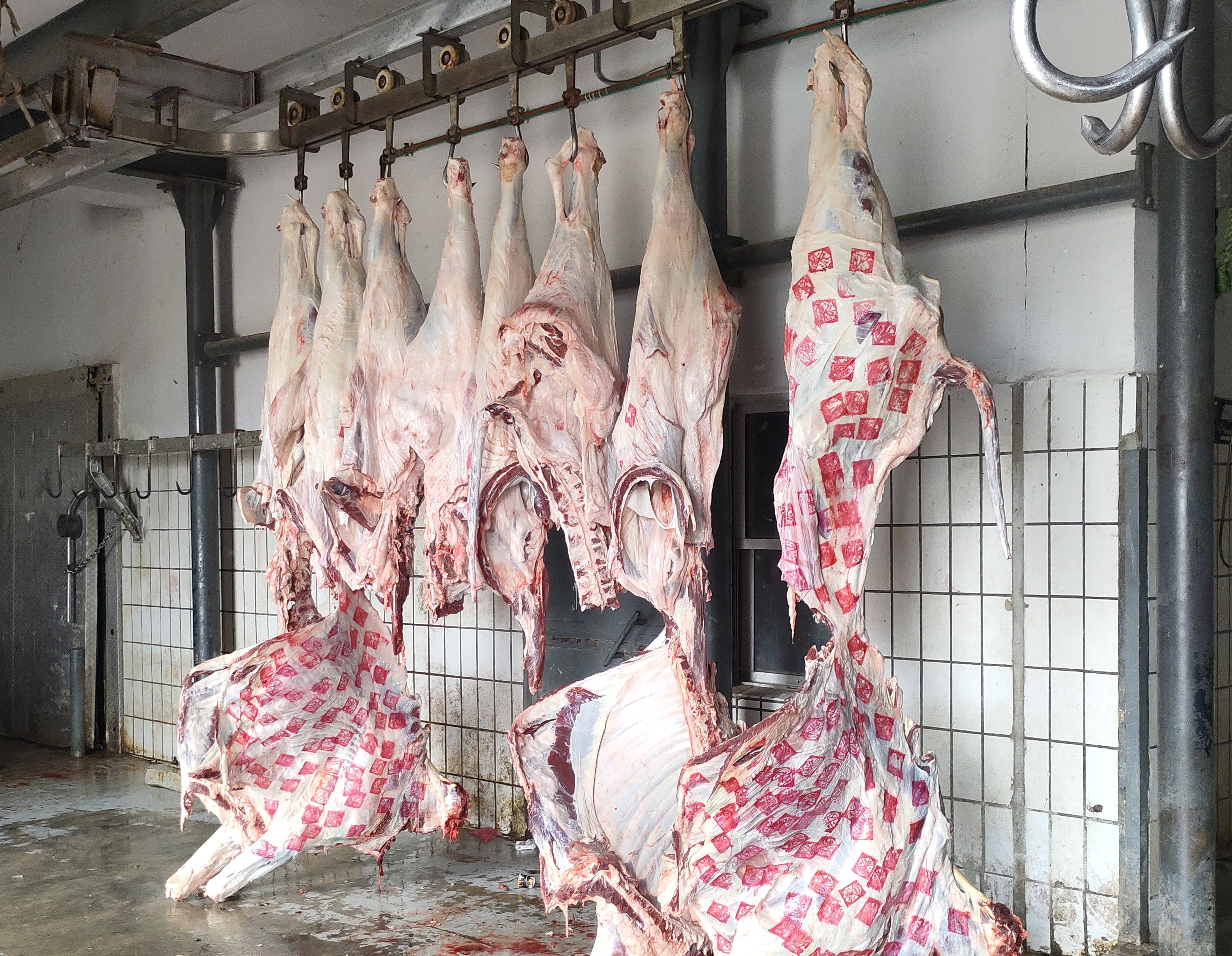 اللحوم داخل  مجازر الإسكندرية