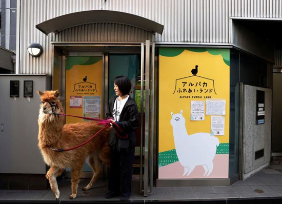 حديقة حيوان الألبكة فى طوكيو