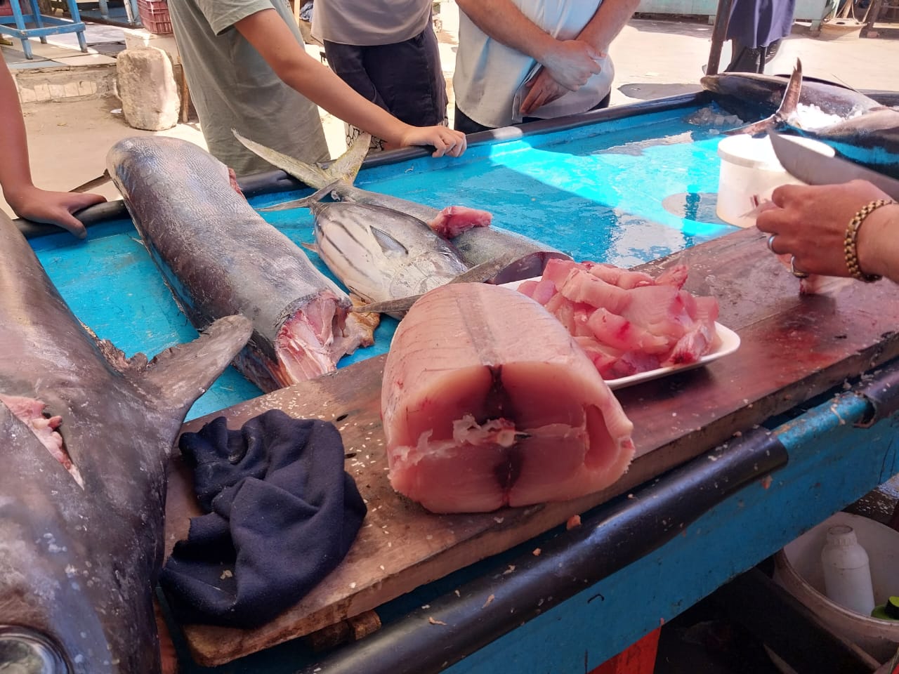 سمك التونة (2)