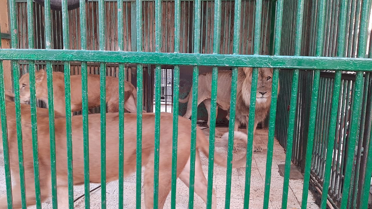 بيت السباع بحديقة الحيوان بكفر الشيخ