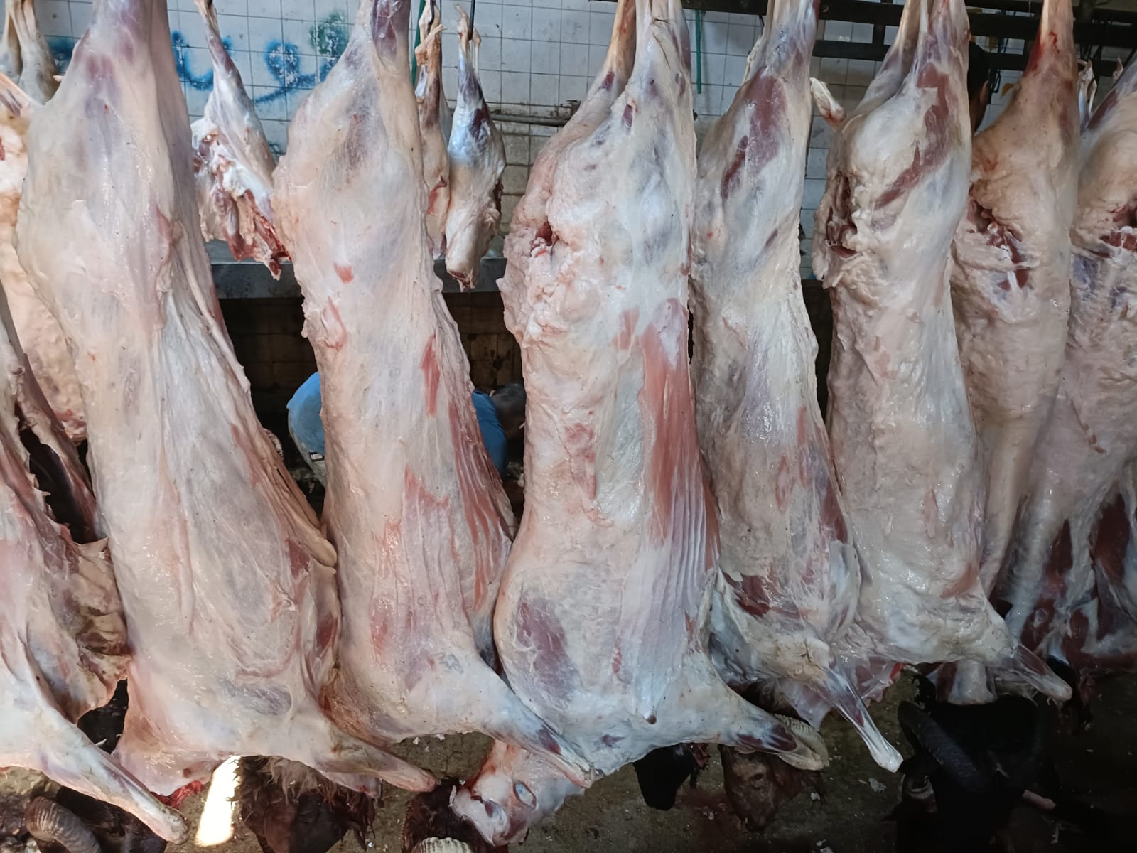 مجازر محافظة الجيزة (2)