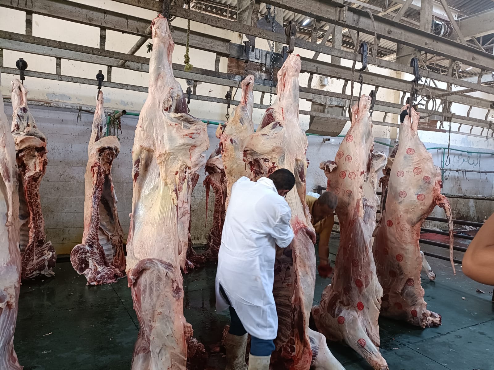 مجازر محافظة الجيزة (3)