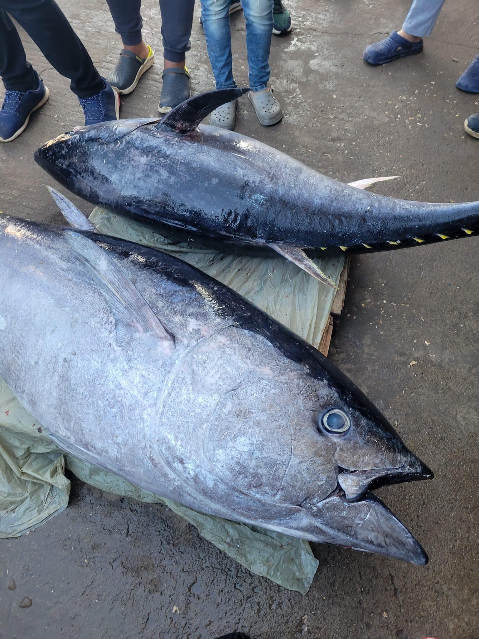 سمك التونة (3)