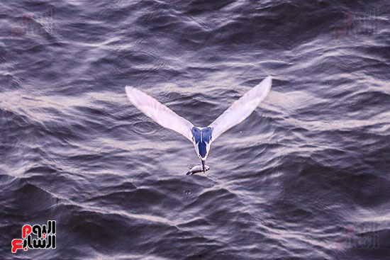 الطائر فوق مياة النيل