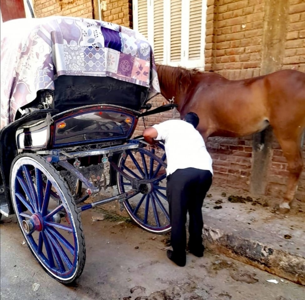 مخالفات الخيول وعربات الحنطور بشوارع مدينة الأقصر