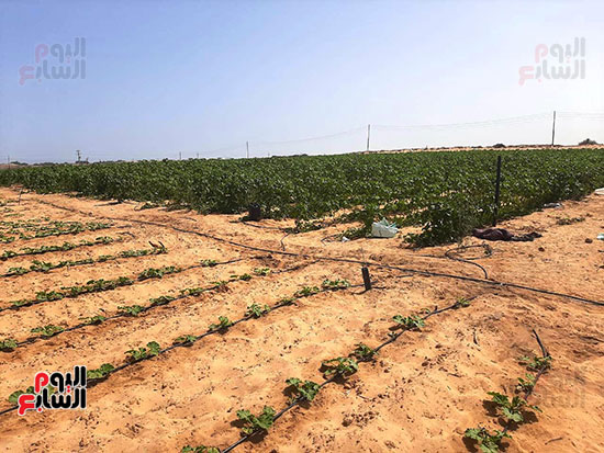 إنتاج متميز لمزارع قرى الشيخ زويد بسيناء (1)