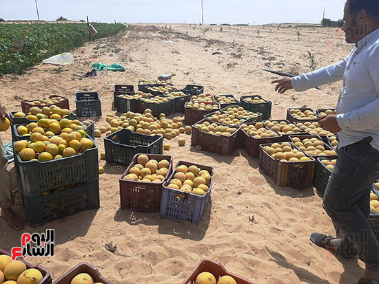 إنتاج متميز لمزارع قرى الشيخ زويد بسيناء (3)