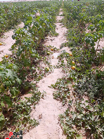 إنتاج متميز لمزارع قرى الشيخ زويد بسيناء (7)