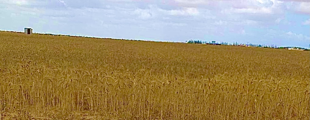 مزارع القمح