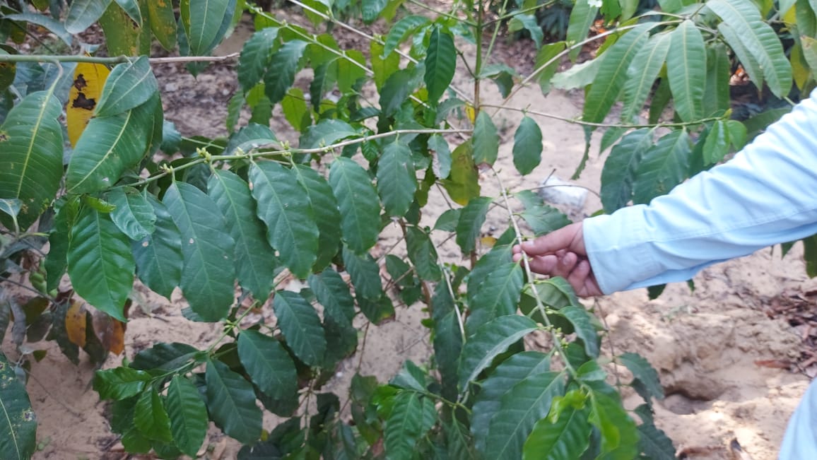 زراعة المحاصيل الاستوائية بالإسماعيلية (21)