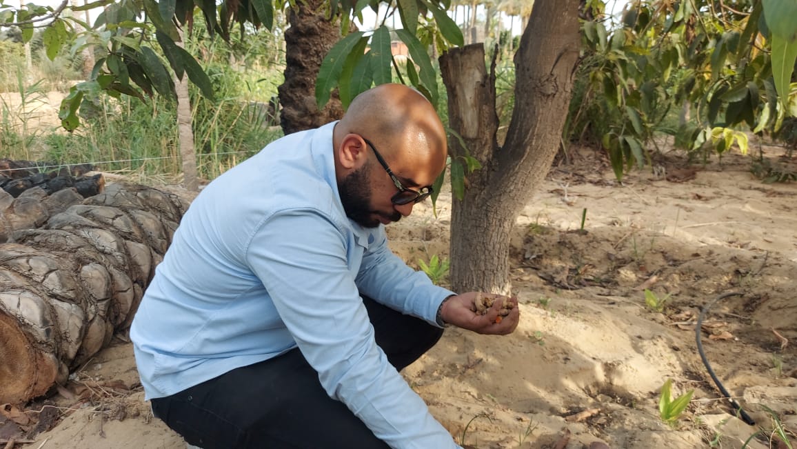 زراعة المحاصيل الاستوائية بالإسماعيلية (30)