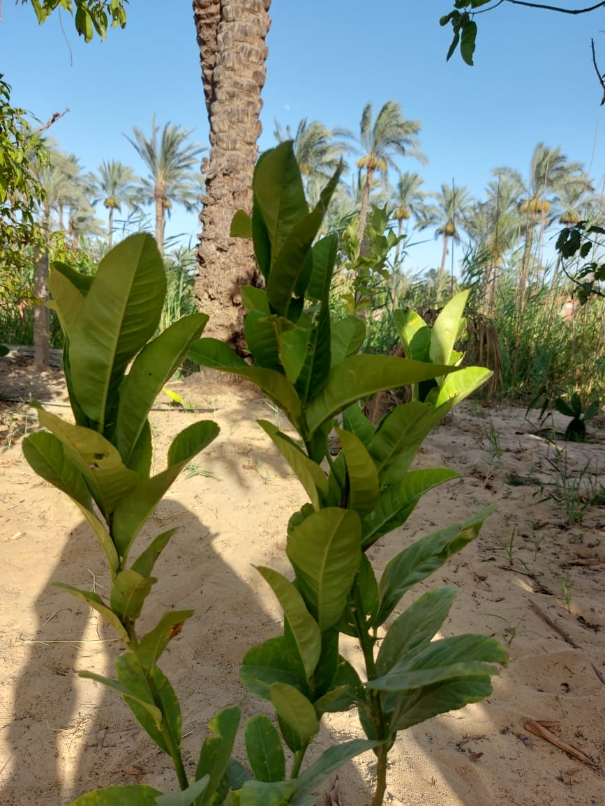 زراعة المحاصيل الاستوائية بالإسماعيلية (18)