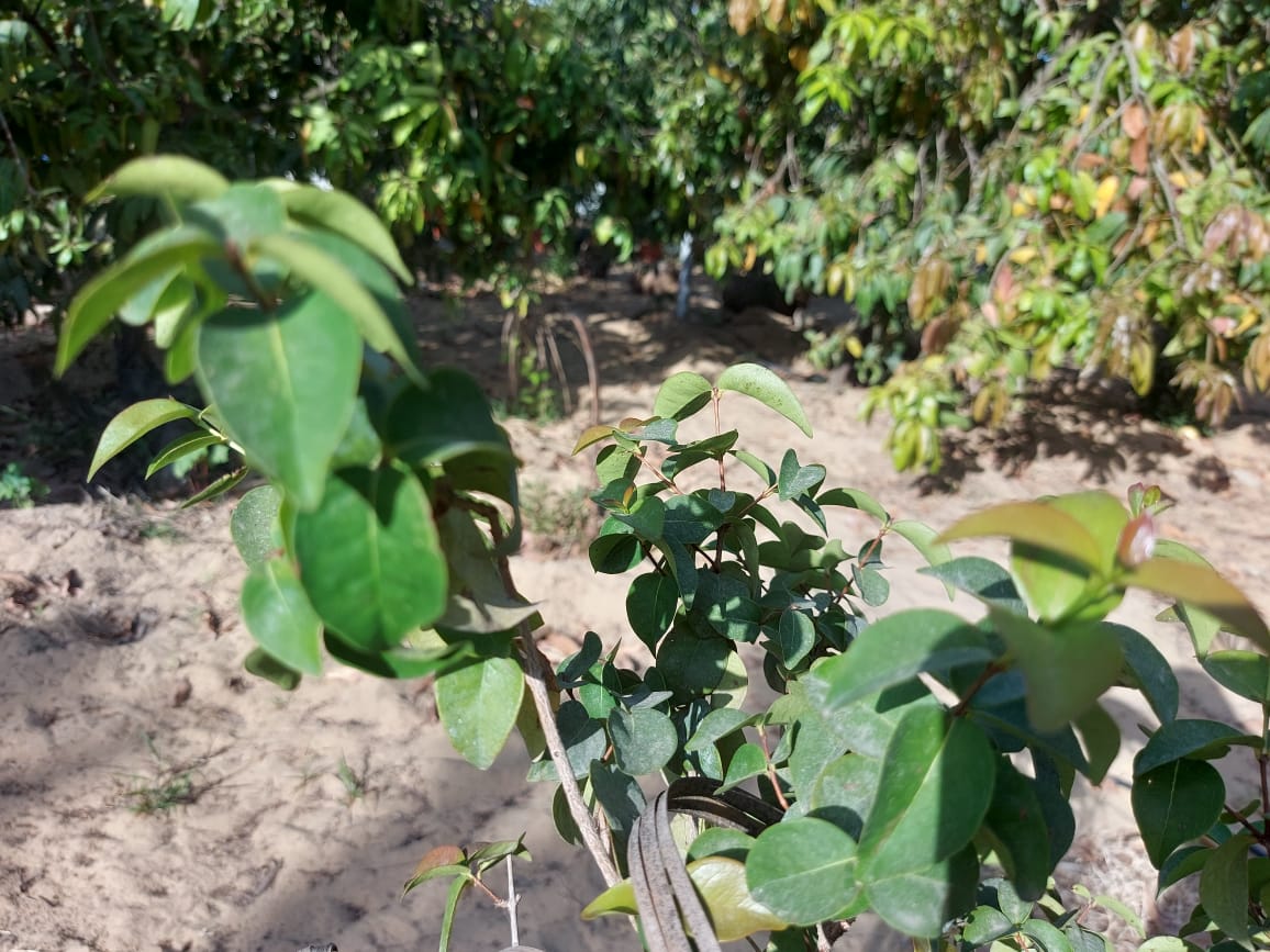 زراعة المحاصيل الاستوائية بالإسماعيلية (14)