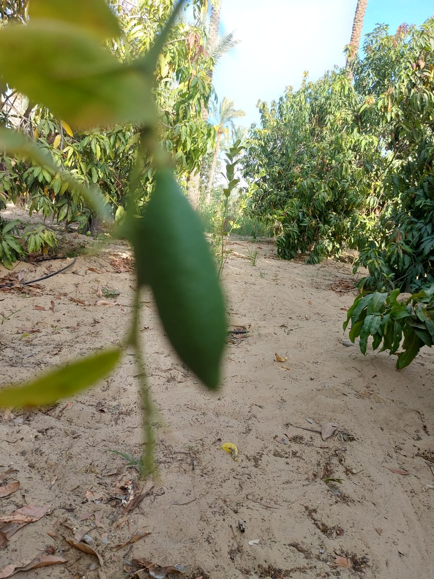 زراعة المحاصيل الاستوائية بالإسماعيلية (2)