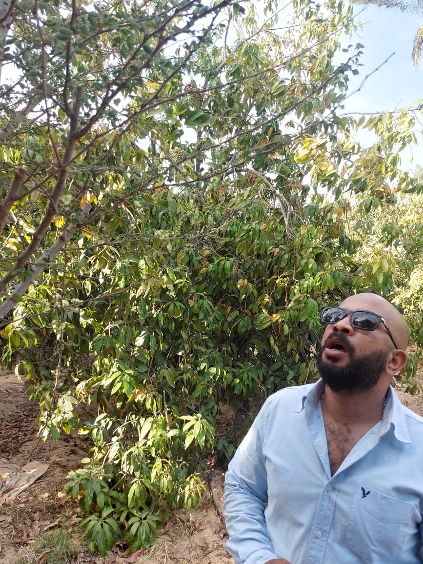 مهندس كمبيوتر يبدع فى زراعة المحاصيل الاستوائية بالإسماعيلية.. فيديو وصور – محافظات