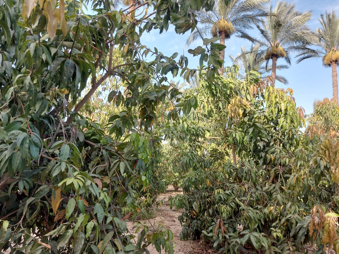 زراعة المحاصيل الاستوائية بالإسماعيلية (28)