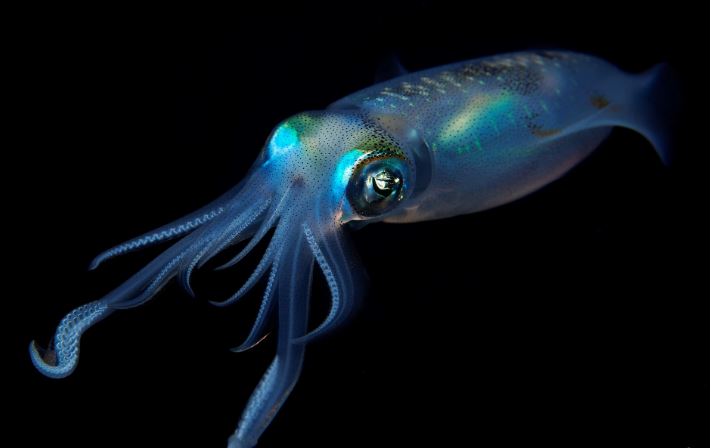 يستكشف المصور عالمًا مذهلاً تحت الماء مع كاميرته.