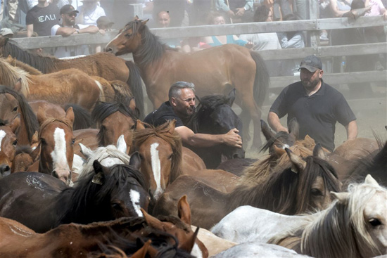 كرنفال الخيول فى إسبانيا (6)