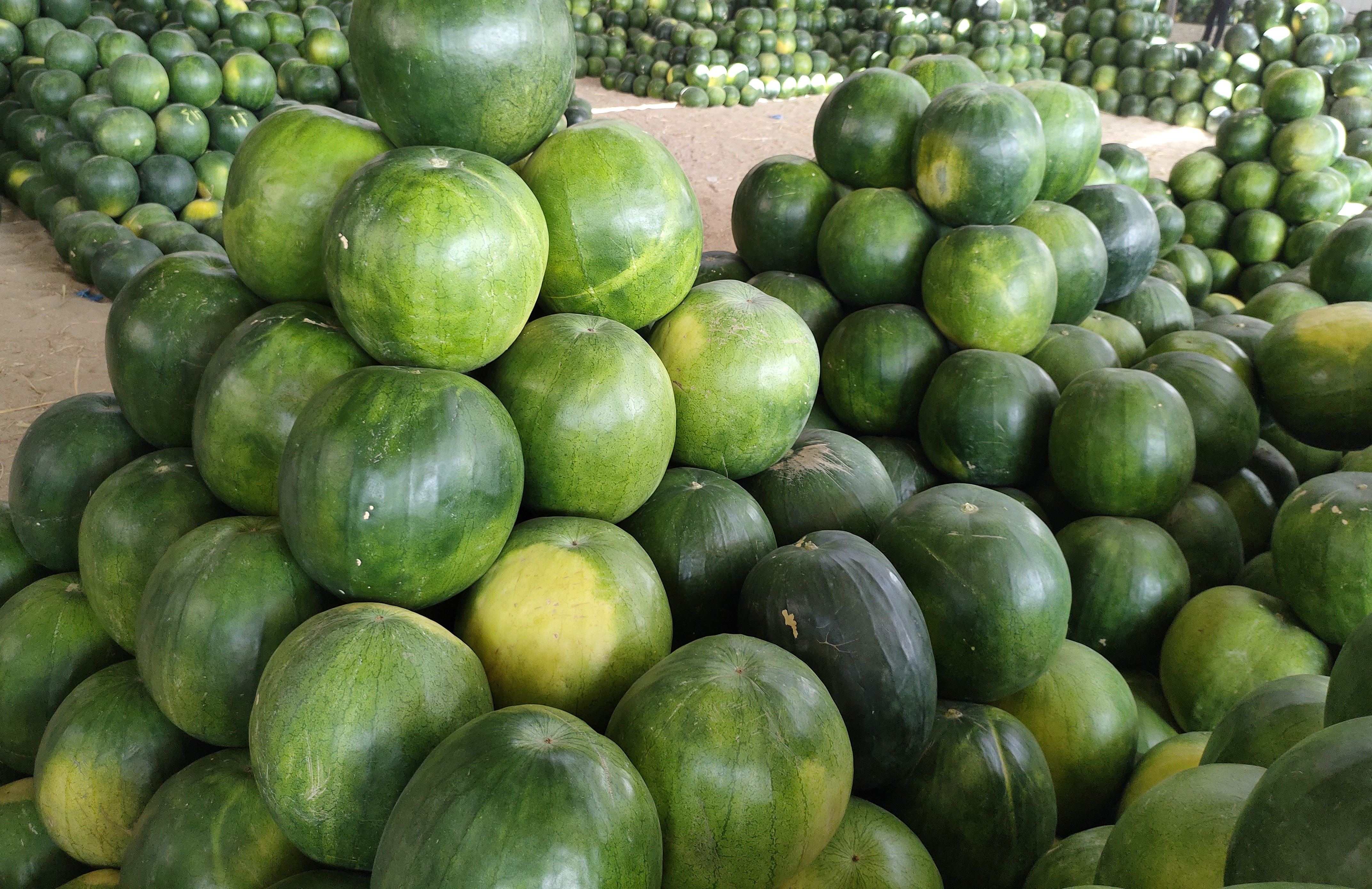 انتشار البطيخ بكميات كبيرة