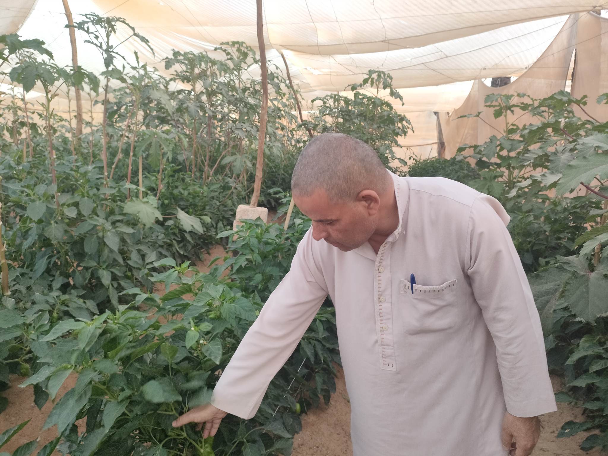 صوب بيئية لإنتاج الخضروات الخالية من المبيدات بالوادى الجديد (23)