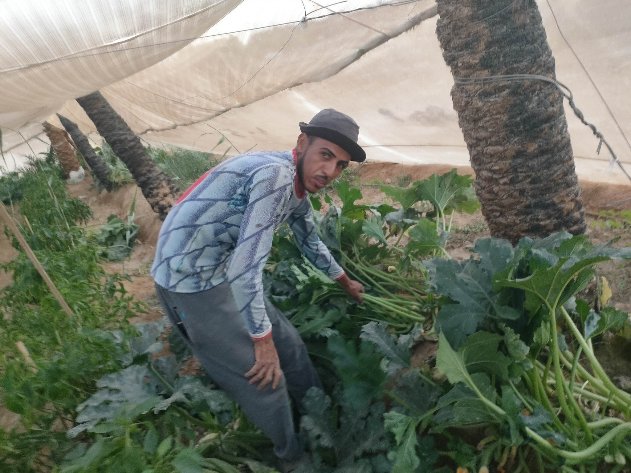 صوب بيئية لإنتاج الخضروات الخالية من المبيدات بالوادى الجديد (1)