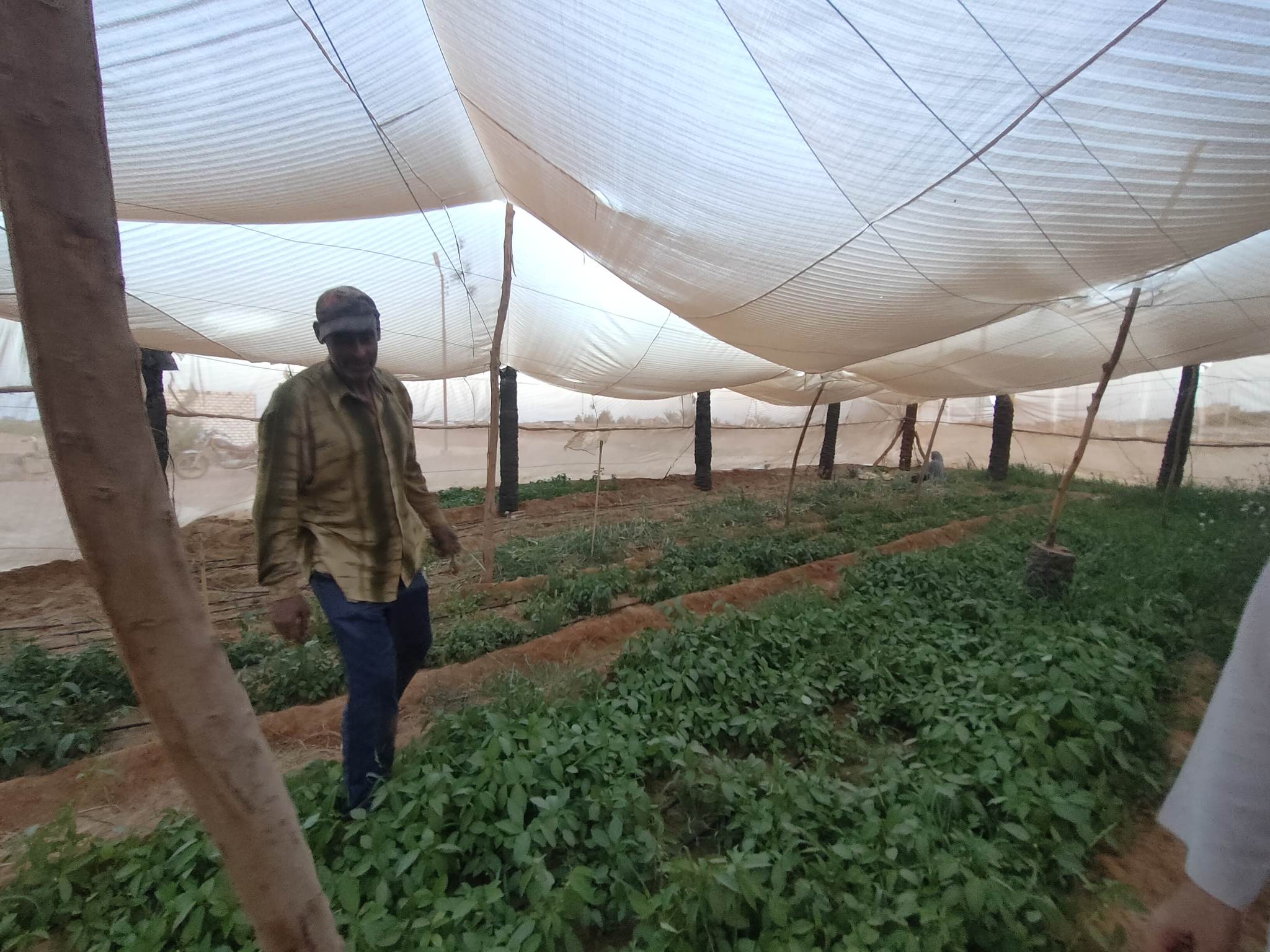 صوب بيئية لإنتاج الخضروات الخالية من المبيدات بالوادى الجديد (18)