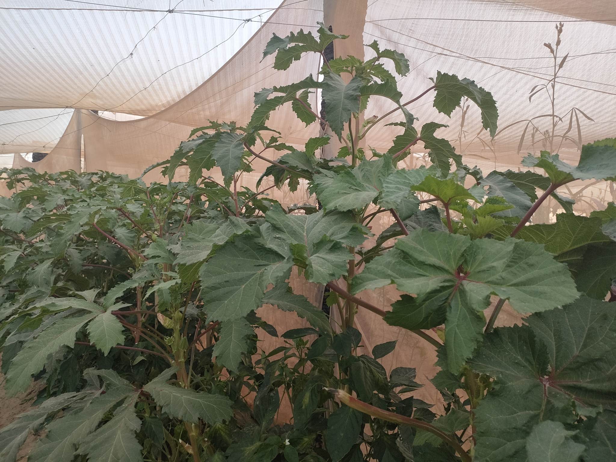 صوب بيئية لإنتاج الخضروات الخالية من المبيدات بالوادى الجديد (11)