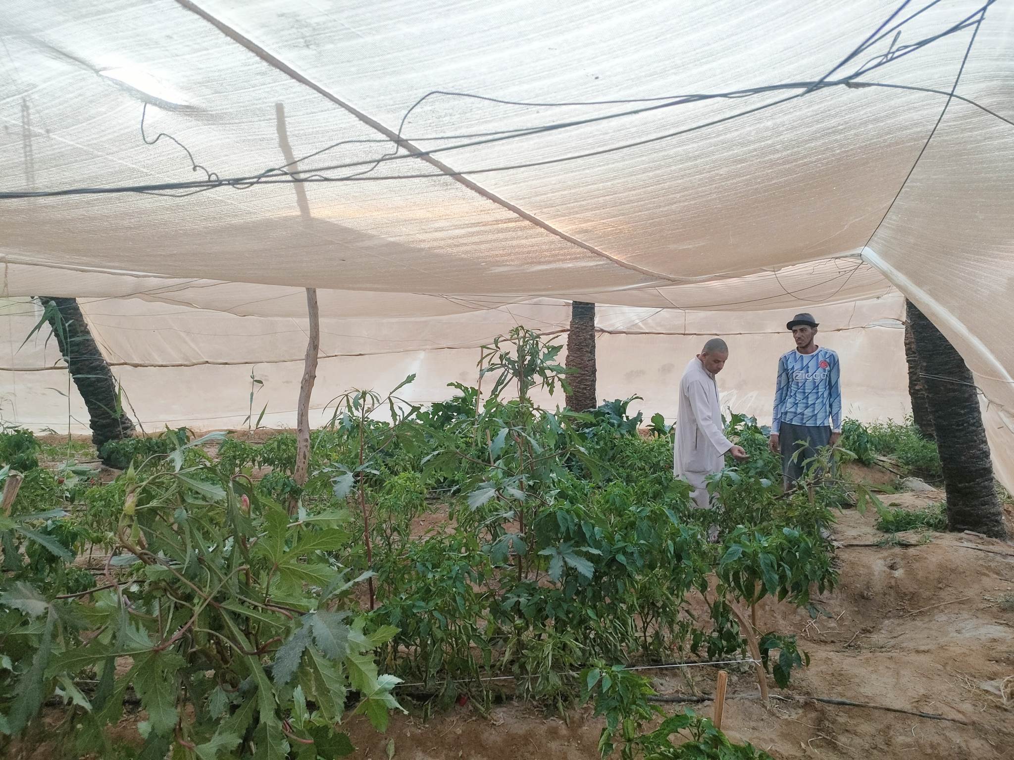 صوب بيئية لإنتاج الخضروات الخالية من المبيدات بالوادى الجديد (20)