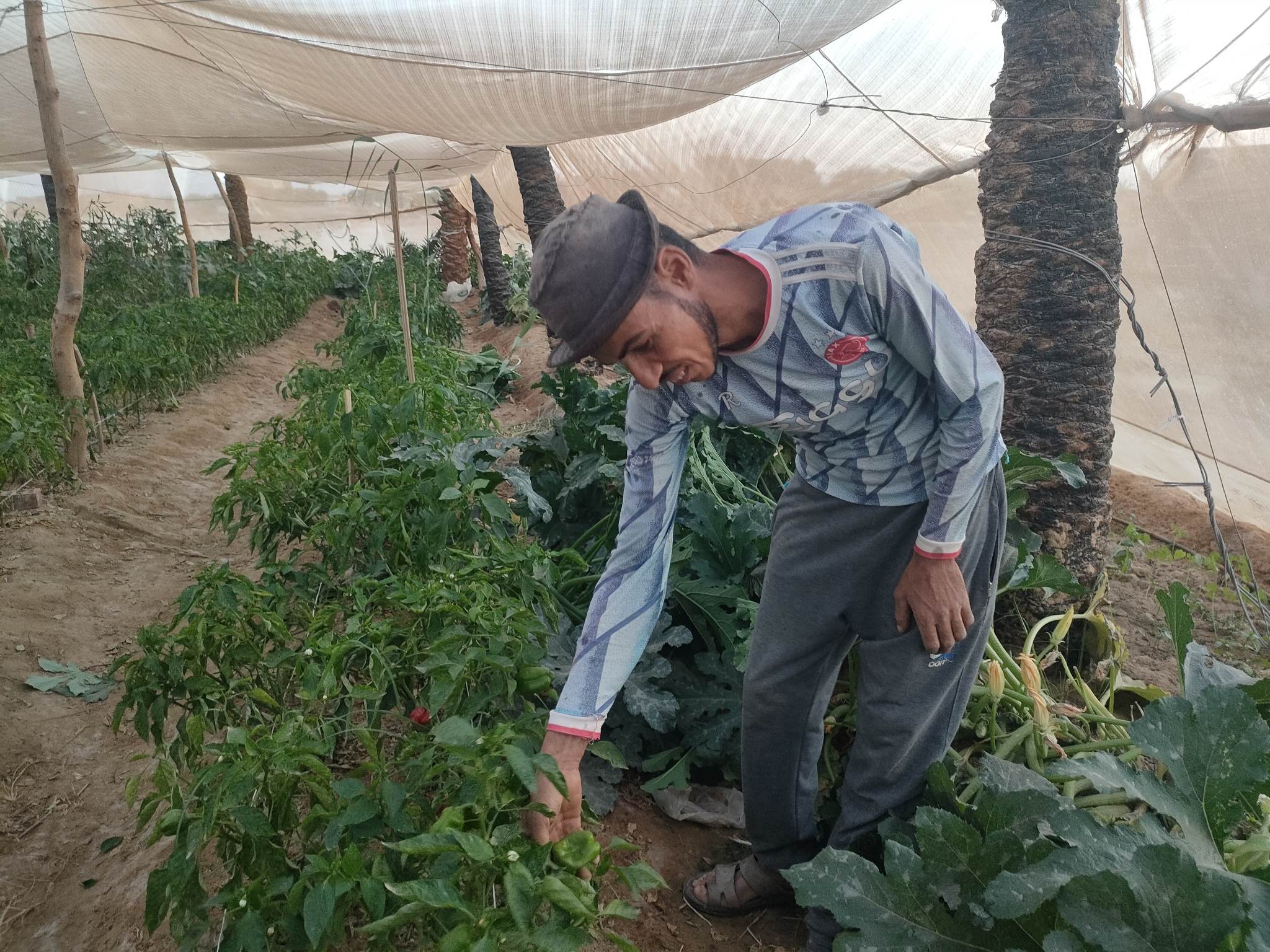 صوب بيئية لإنتاج الخضروات الخالية من المبيدات بالوادى الجديد (22)