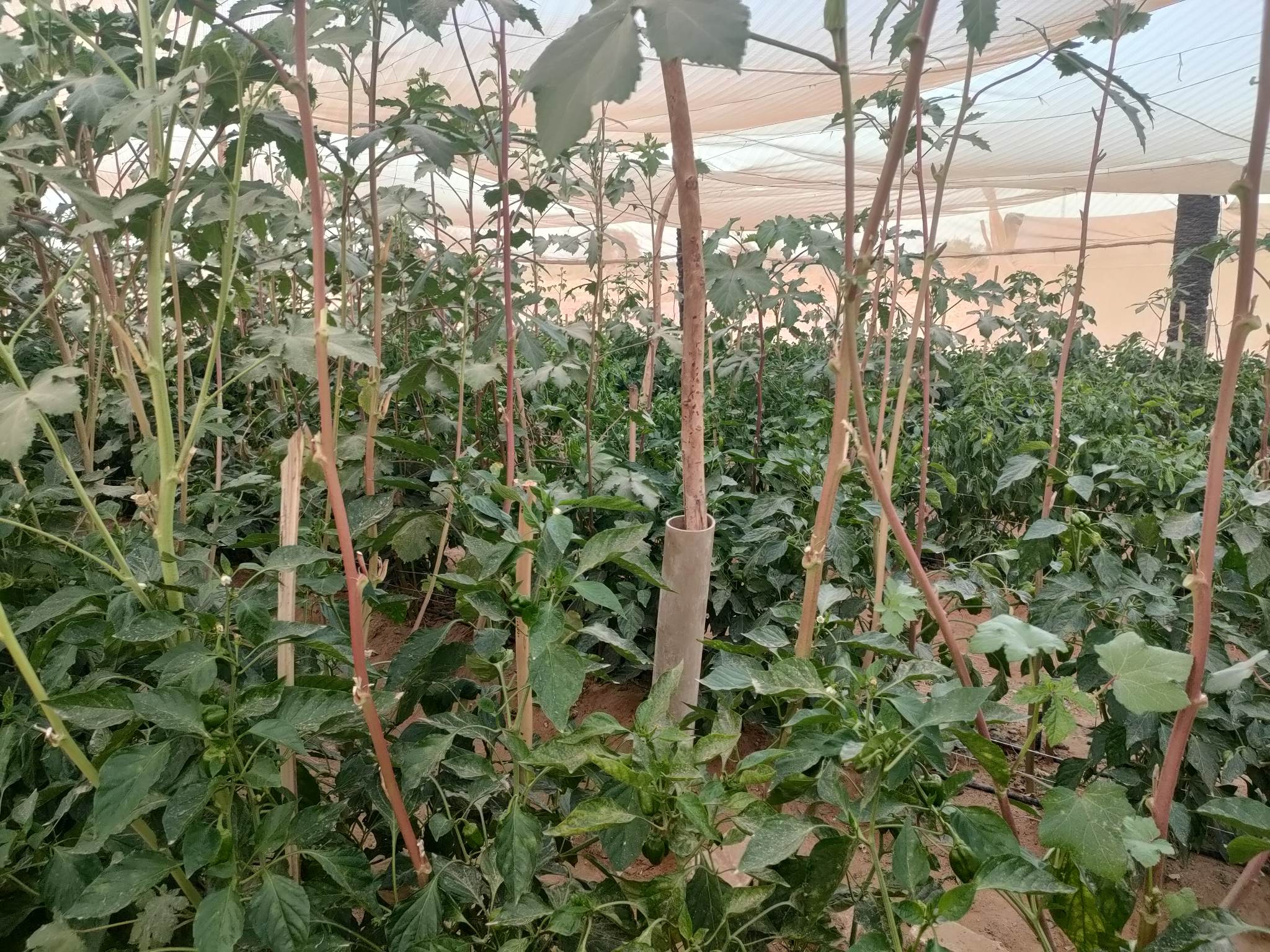 صوب بيئية لإنتاج الخضروات الخالية من المبيدات بالوادى الجديد (31)