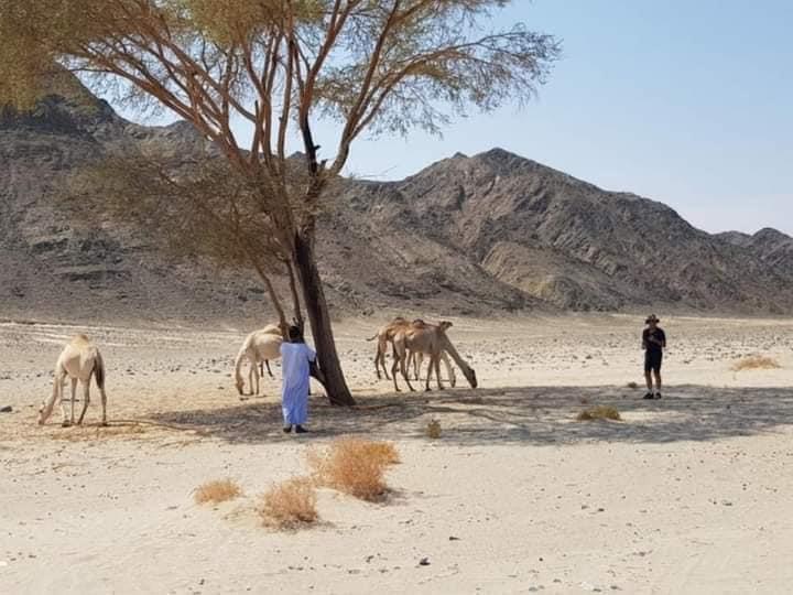 الطبيعة الصحراوية بمرسى علم 
