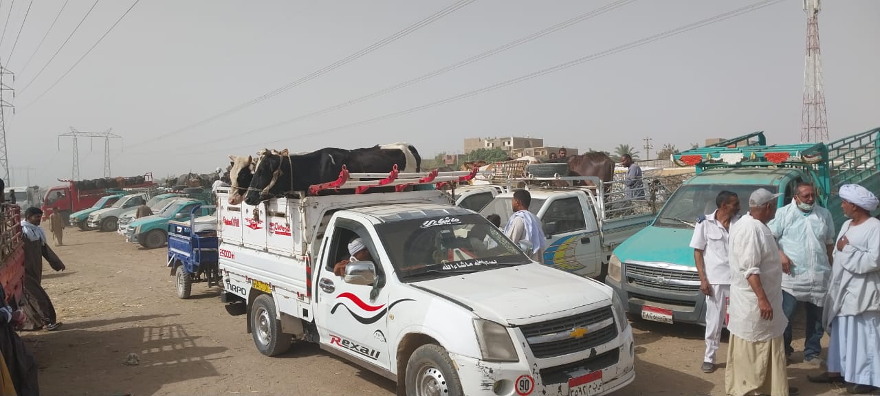 مدير بيطرى الأقصر يكشف تفاصيل اللجان على أسواق المواشي