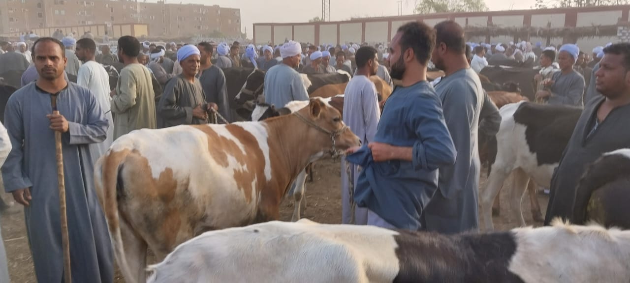 جانب من الحملات على أسواق الماشية فى الأقصر