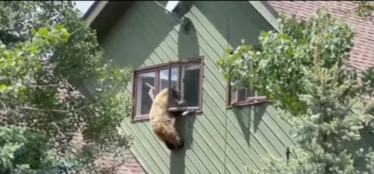 دب يتسلق نافذة منزل