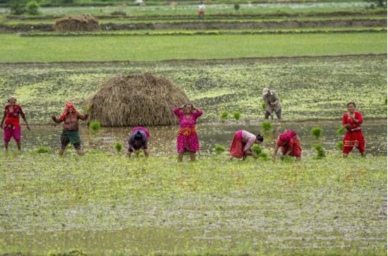 زراعة الأرز فى النيبال (1)